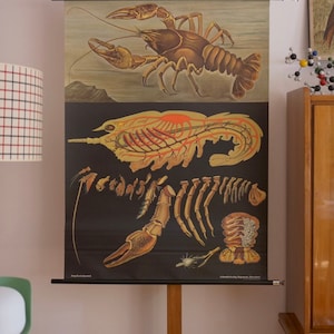 Vintage School CHART CRAYFISH Jung Koch Quentell Originele Educatieve Kaart