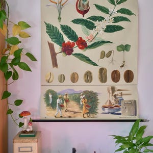 Vintage COFFEE Café School-kaart Jung Koch Quentell originele educatieve kaart