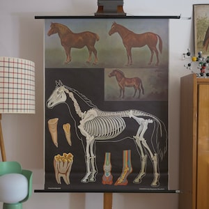 TABLEAU d'école de CHEVAL vintage Jung Koch Quentell, carte éducative originale