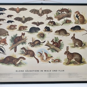 Vintage Schulkarte FELDER-Schulkarte Original-Lehrtafel