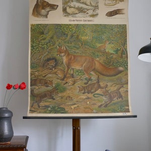 以下が含まれることがあります： 「Gemeiner Fuchs」（アカギツネ）と題されたヴィンテージ教育ポスター。キツネや関連種が描かれています。木製のスタンドに設置されており、ドイツ語のテキストとともに、キツネの自然な生息地を詳細に描写しています。