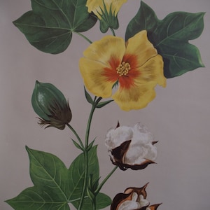 Vintage COTTON school grafiek Jung Koch Quentell Originele Educatieve Kaart