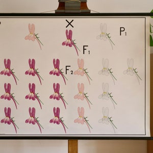 Grafico scolastico vintage GENETICS FLOWER grafico scolastico Gamke, Berlino Grafico educativo originale anni '60