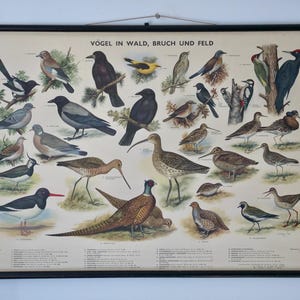 Vintage Schulkarte VÖGEL des FELDES Schulkarte Original Lehrkarte
