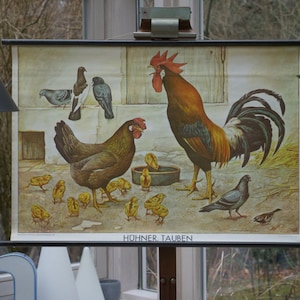CHICKEN e PIDGEON Vintage School Chart Adalbert Pilch Grafico educativo originale
