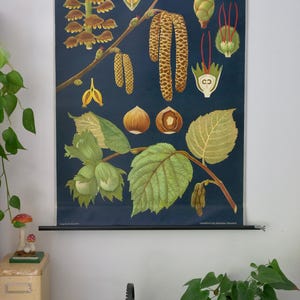 Vintage HAZELNUT Schullehrkarte Jung Koch Quentell Original Lehrtafel