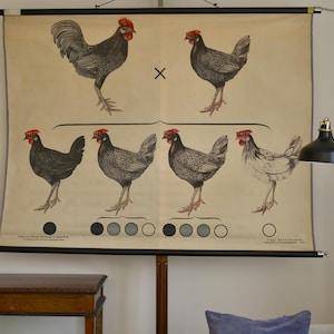 Carte scolaire vintage GENETIK CHOCK et carte scolaire poule Gebrüder Bornträger, carte éducative originale de Berlin, chromolithographie des années 1920