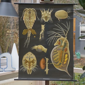 Vintage  School Chart ENTOMOSTRACA Jung Koch Quentell Original Educational Chart