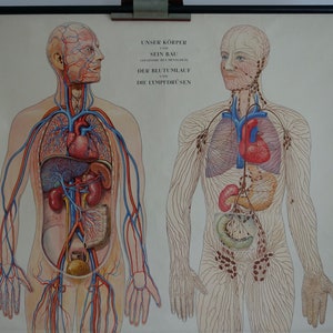 tableau scolaire vintage de CIRCULATION LYMPHALE SANGUINE Tableau éducatif original