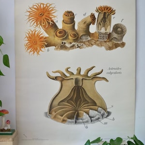 Carte scolaire vintage - corail PFURTSCHELLER - anthozoaires - polyactinies - carte éducative originale - carte murale