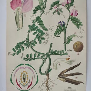 Vintage Garten- WICKE BLUME Vicia sativa Schulkarte HASLINGER Original Lehrtafel Vicia sativa