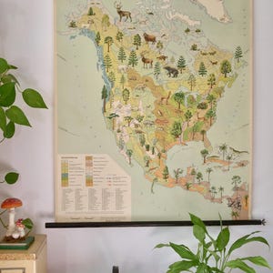 "Vintage Nord- und Mittelamerika Schulkarte ""WILDLIFE und Pflanzenwelt"" Original Primäre Schulkarte USA."