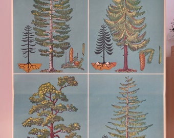 Vintage CONIFER TREES school chart TELLUS Verlag Original Educational Chart