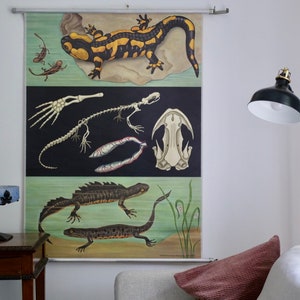 Vintage School Chart SALAMANDER Jung Koch Quentell Grafico educativo originale