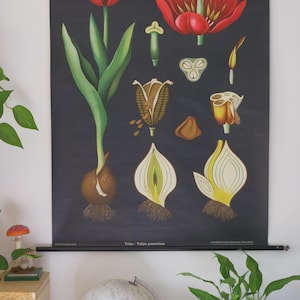 Vintage schoolkaart TULP Old Jung Koch Quentell originele educatieve kaart