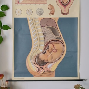 TABLEAU scolaire vintage pour femmes ÉVOLUTION PRÉNATALE Hagemann 60s Tableau éducatif original