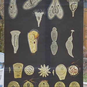 Vintage  School Chart PROTOZOA II Jung Koch Quentell Original Educational Chart