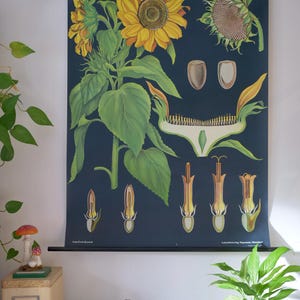 Vintage ZONNEBLOEM schoolkaart Jung Koch Quentell originele educatieve kaart