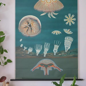 Op de afbeelding: Een educatieve wandkaart in vintage-stijl op een donkergroenblauwe achtergrond die de levenscyclus van een kwal illustreert. De print bevat gedetailleerde anatomische tekeningen van kwallen in verschillende ontwikkelingsstadia, inclusief poliepen.