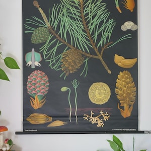 Vintage PINE TREE school chart Jung Koch Quentell Original Educational Chart