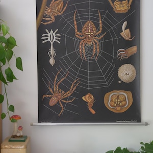 Vintage SPIDER School CHART Jung Koch Quentell Original Educational Wall Chart