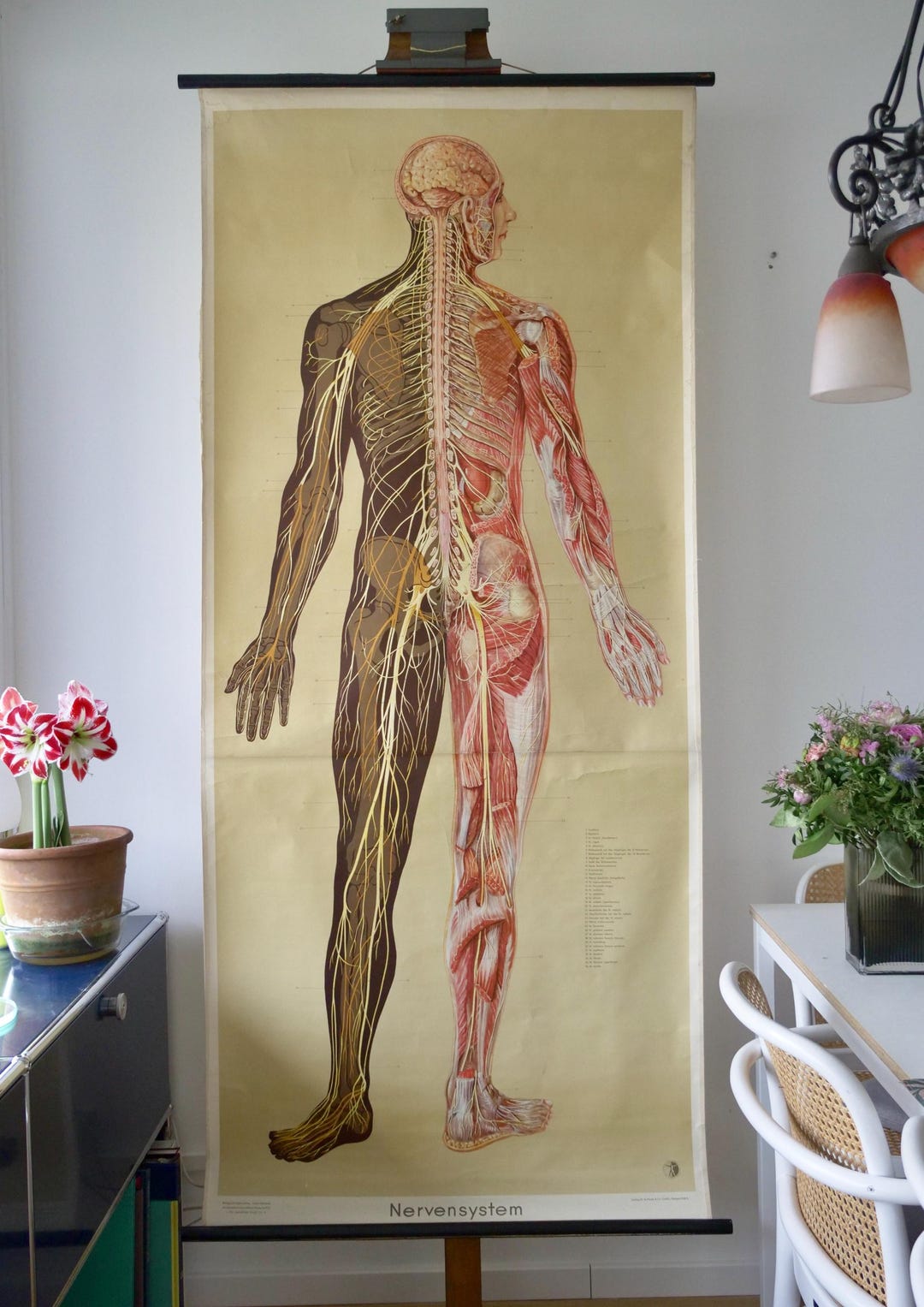 Vintage NERVOUS SYSTEM Back School CHART Ernst Klett 50s Original ...