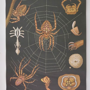 Grafico educativo originale SPIDER School di Jung Koch Quentell vintage