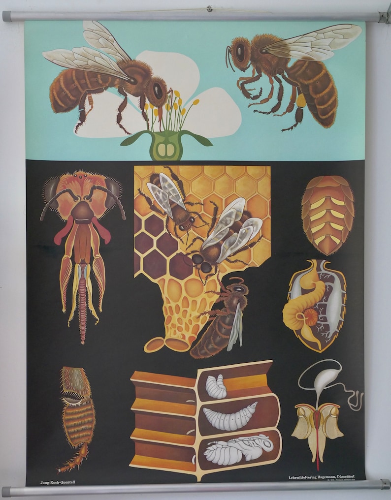 Vintage School Chart HONEY BEE Jung Koch Quentell Original Educational ...
