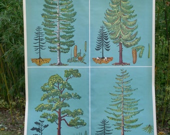 Vintage CONIFER TREES school chart TELLUS Verlag Original Educational Chart