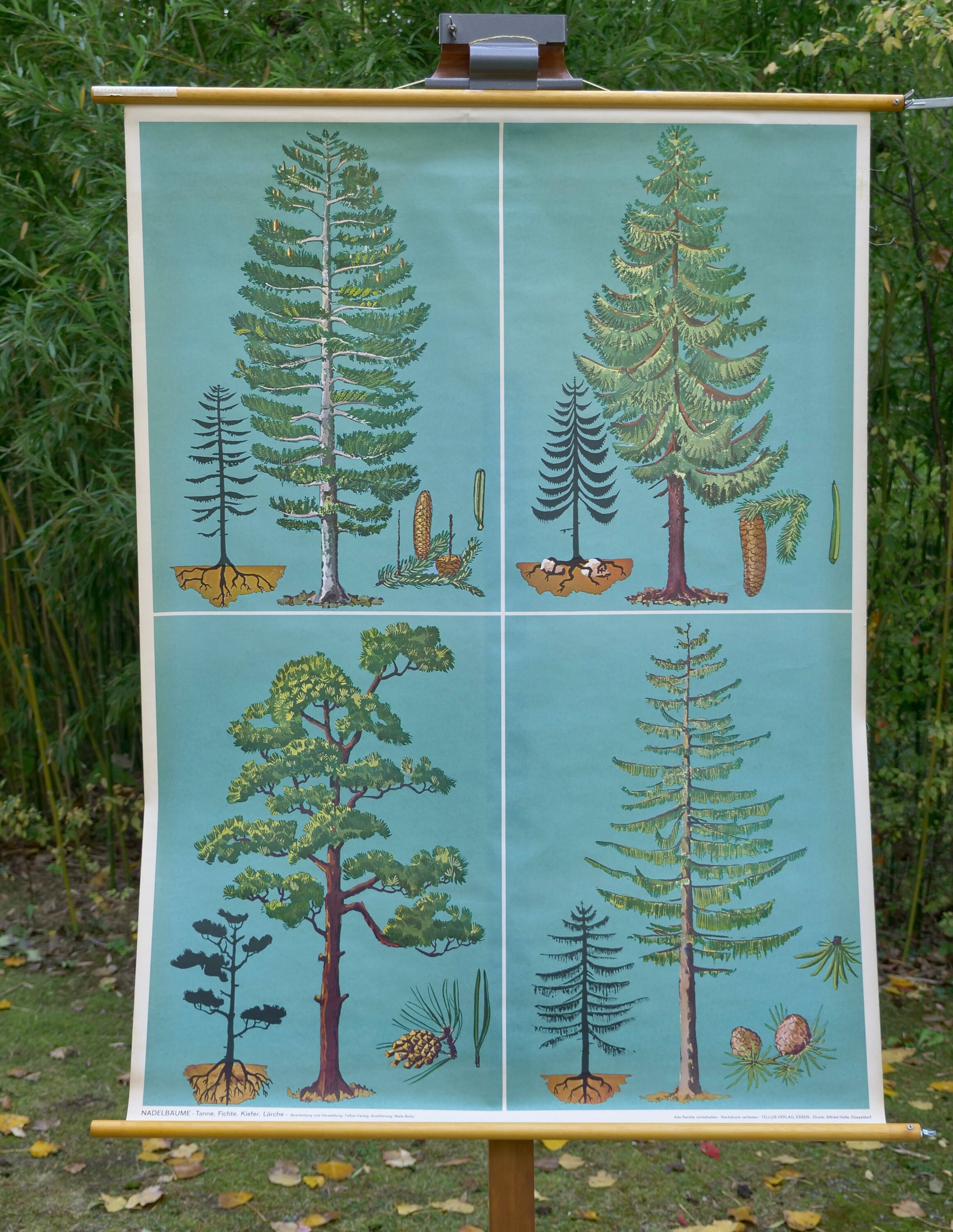 Vintage CONIFER TREES School Chart TELLUS Verlag Original Educational ...