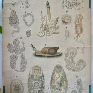 Vintage School Chart  VERMES Trematodes. Distomeae  DR.LEUCKART  Original Educational Chart