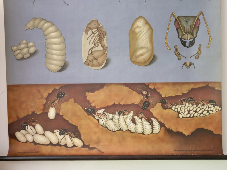 Vintage Wood ANT - FORMICA Rufa School CHART Jung Koch Quentell ...