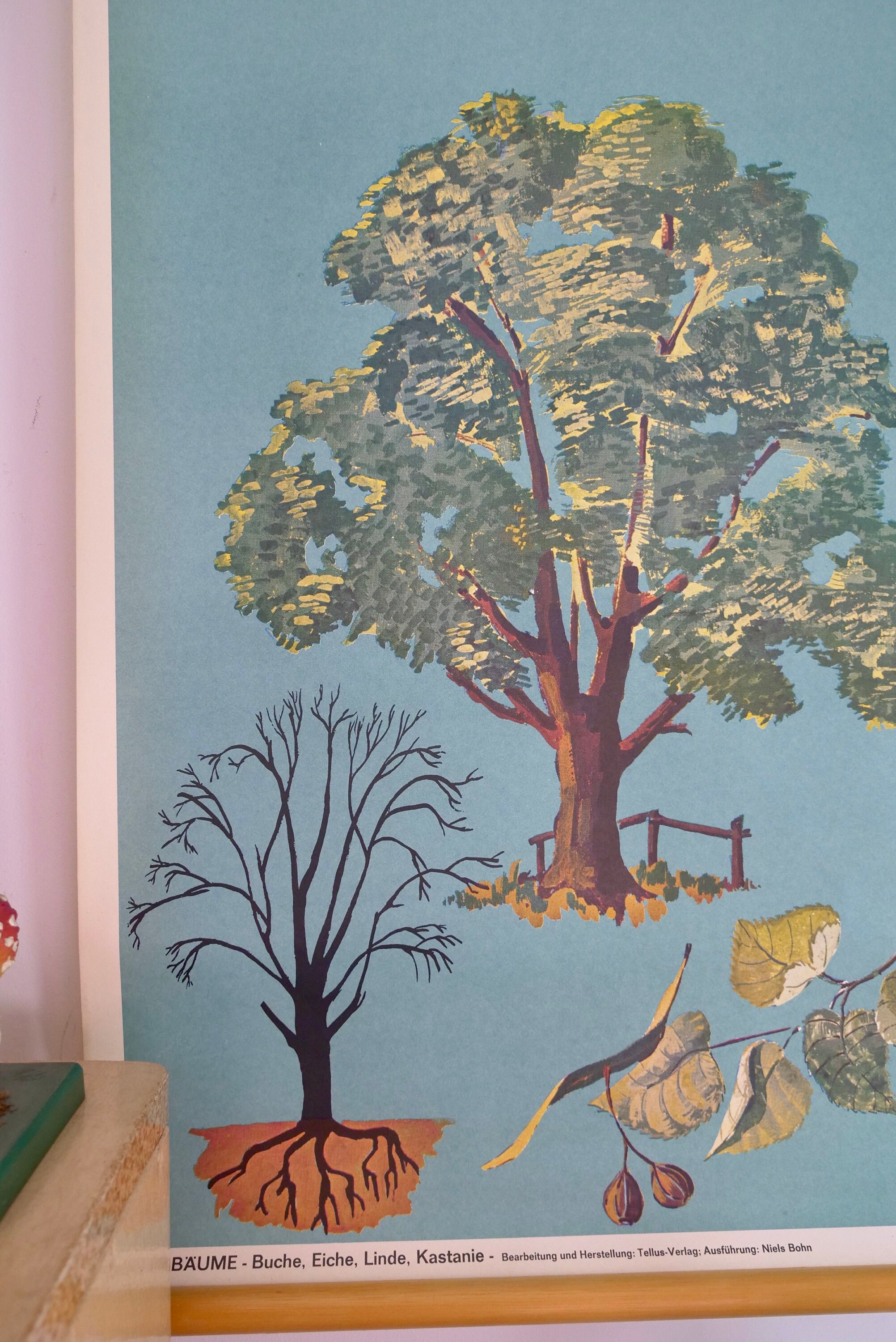 Vintage DECIDUOUS TREES School Chart TELLUS Verlag Original Educational ...