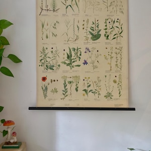 Vintage ACKER UNKRAUT I Tabella murale della scuola Tabella educativa originale