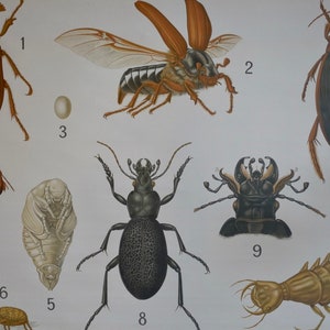 Vintage School Chart BEETLES I Westermann Original Educational Chart - Etsy