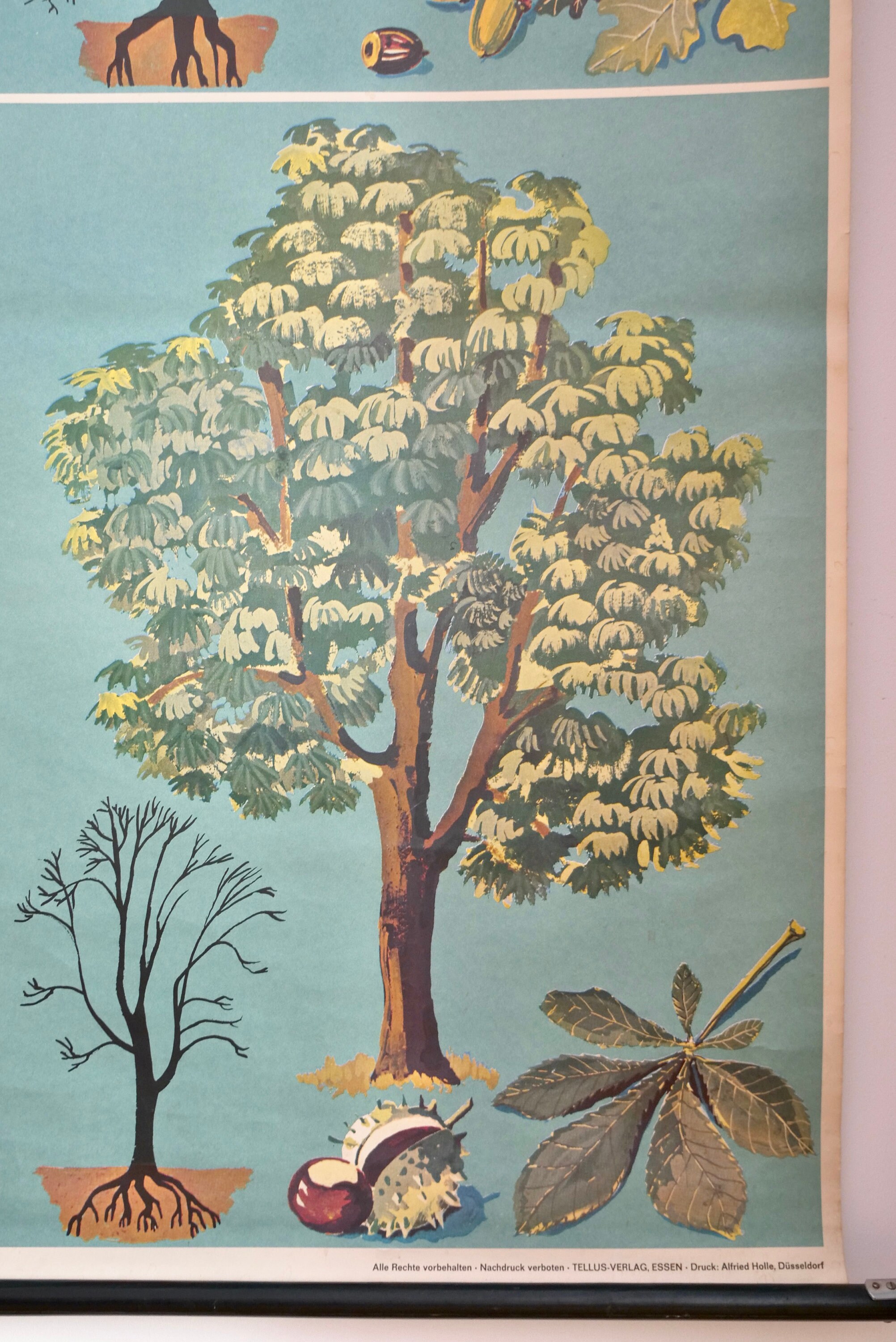 Vintage DECIDUOUS TREES School Chart TELLUS Verlag Original Educational ...