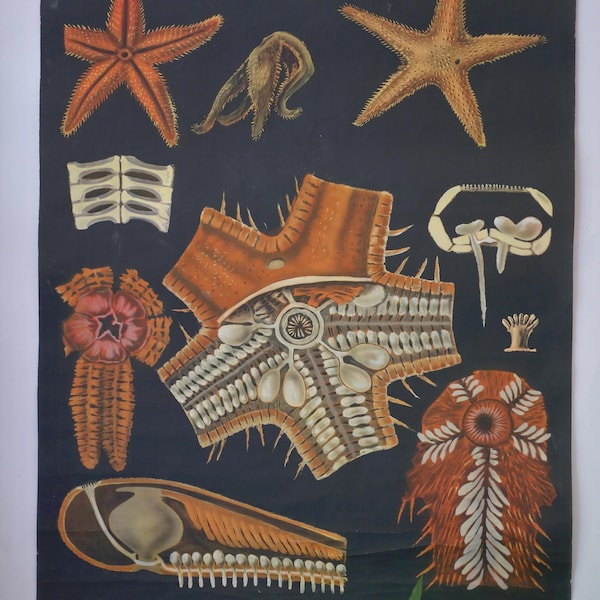 Vintage School Chart STARFISH Old Jung Koch Quentell Original Educational Chart