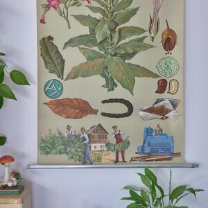 Vintage TABACCO Schulkarte Jung Koch Quentell Original Lehrtafel
