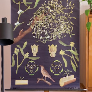 Vintage MISTLETOE - Viscum album school chart Jung Koch Quentell Original Educational Chart