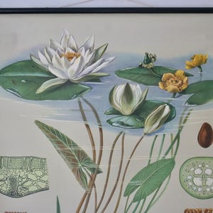 Vintage VIJVER ROSE Nymphaea alba schoolkaart Jung Koch Quentell originele educatieve kaart