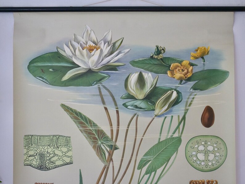 Vintage POND ROSE Nymphaea Alba School Chart Jung Koch Quentell