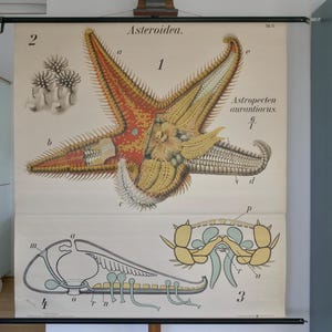 Carte scolaire vintage PFURTSCHELLER STARFISH Astropectenaurantiacus carte éducative originale