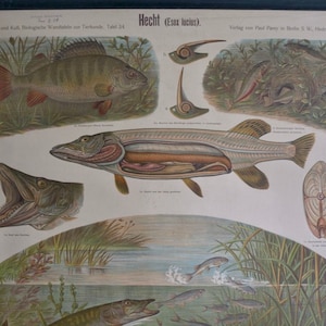 以下が含まれることがあります： 詳細な解剖図と生息地を描いた、ドイツ語のテキストが書かれた、パイク（Esox lucius）のヴィンテージ教育用チャート。黒い棒に取り付けられています。