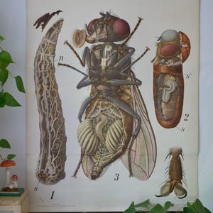 Carte scolaire vintage - Mouche domestique PFURSCHELLER - Diptères - Musca domestica - Tableau éducatif original - Tableau mural