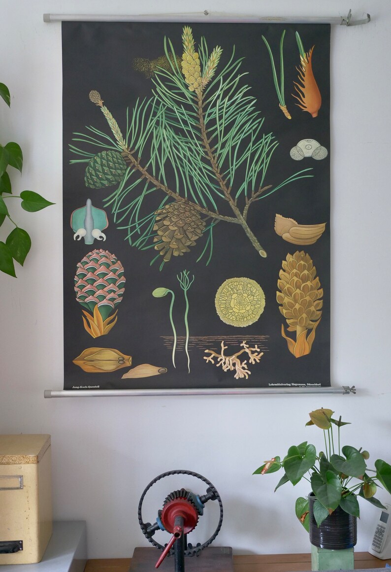 Vintage PINE TREE School Chart Jung Koch Quentell Original Educational ...