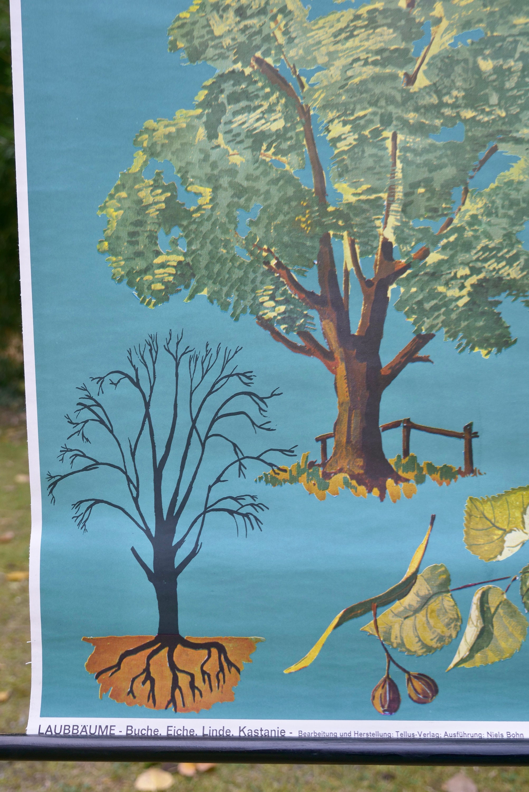 Vintage DECIDUOUS TREES School Chart TELLUS Verlag Original Educational ...