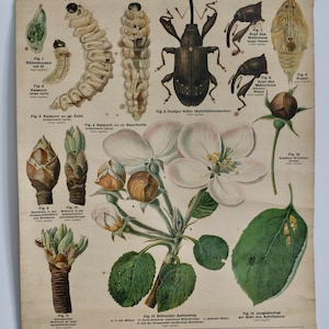 vintage School Chart APPLE blossom WEEVIL Original Educational Chart