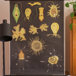 Tableau scolaire vintage PROTOZOA I Jung Koch Quentell Tableau éducatif original