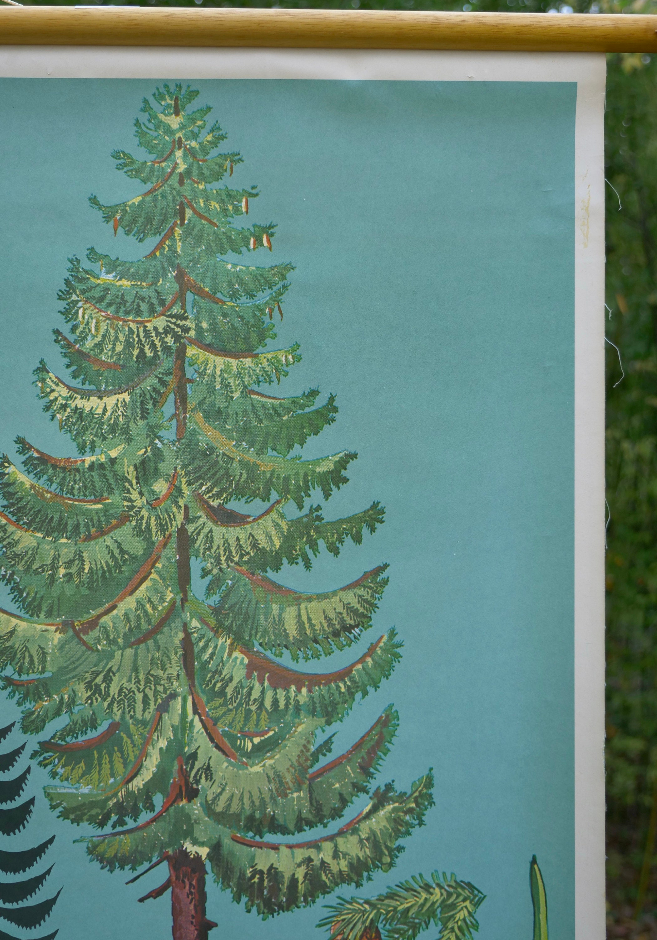 Vintage CONIFER TREES School Chart TELLUS Verlag Original Educational ...