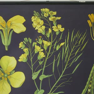 carte scolaire vintage colza CANOLA Jung Koch Quentell carte éducative originale colza colza